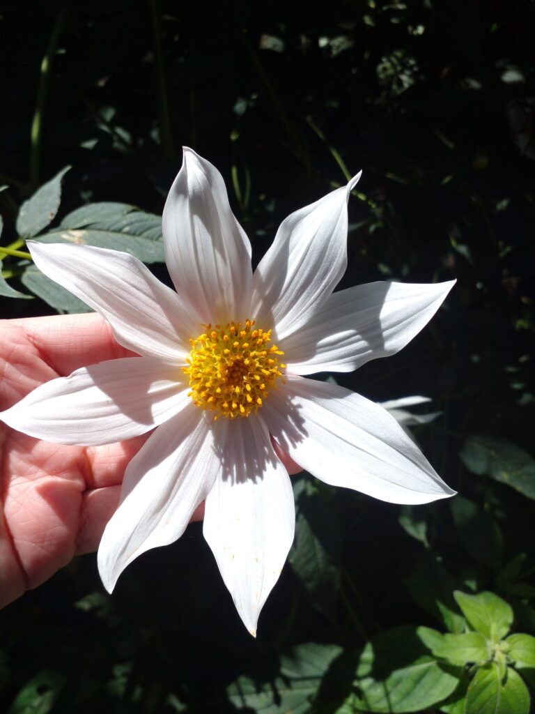 prensa de madera para secar flores